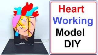 heart working model 3D | inspire award science project