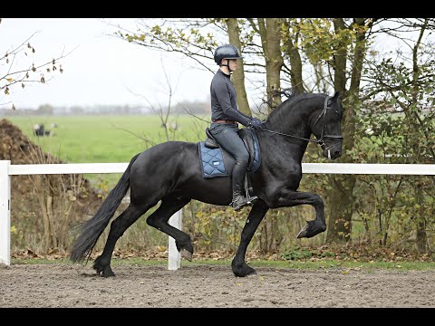 Stal Okkema's Nelson - Julius x Abe - Stallion - 2020 - 1.69m