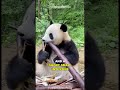 Why Do Pandas Suck At Surviving?