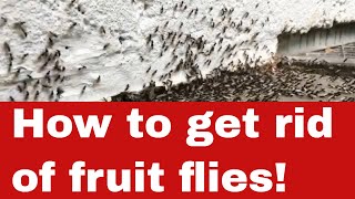 How To Get Rid Of Fruit Flies [Quick Guide]