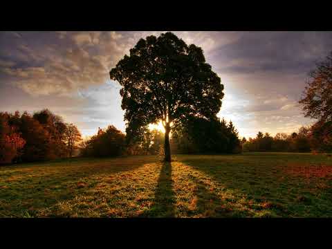 Fedo Mora - After the rain tradução