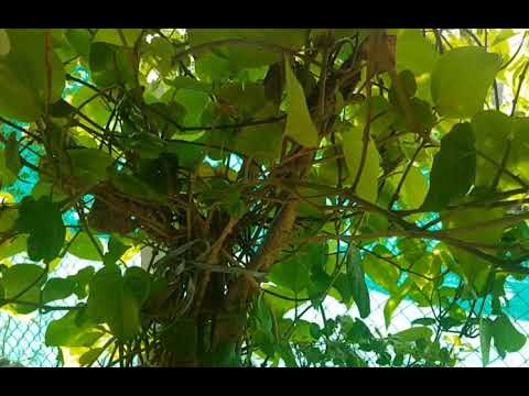 Nature is the art of God. Joy in looking and comprehending is nature's most beautiful gift.🥀🌱🌳🌴