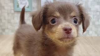 ハーフ犬の動画01