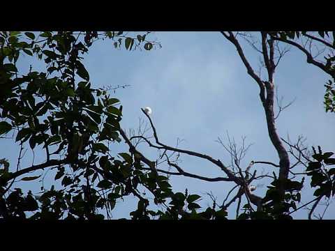 White Bellbird singing in Carajás National Forest, Brazil