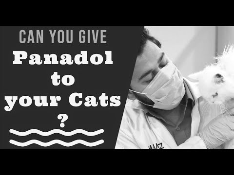Can you give Panadol to your Cat | Panadol Toxicity in Cats