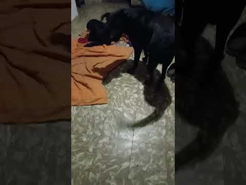 Pelota x 1 #cordoba #miradacanina #perros #vallehermoso