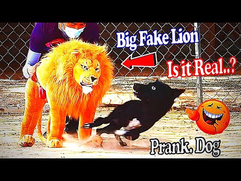 PEGADINHA LEÃO FALSO VS CACHORRO | fake lion vs dog prank