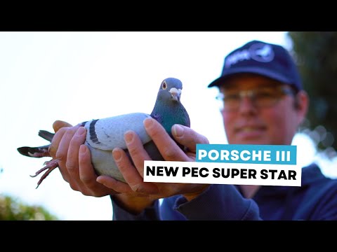 Discover the new super star from PEC: Porsche III