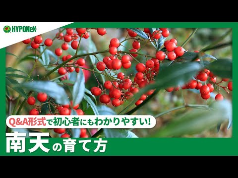 園芸 移植に関するよくある質問