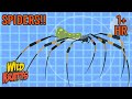Secrets Of The Spider S Web ️ ️ FULL EPISODES Wild Kratts Scholastic Kids