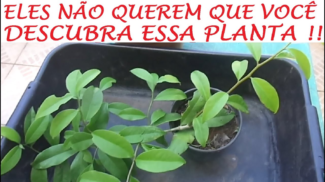 Eles querem esconder essa planta de você.