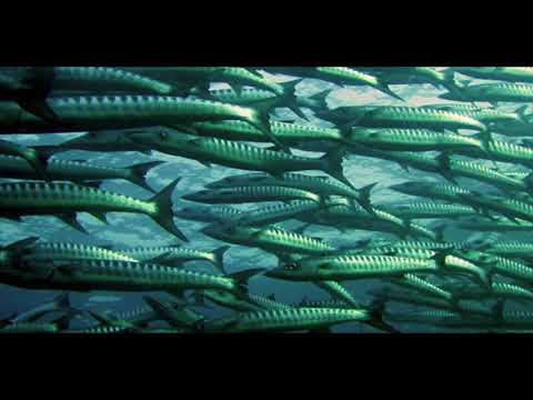 PODCAST Neptune, the song and the memories of the sea