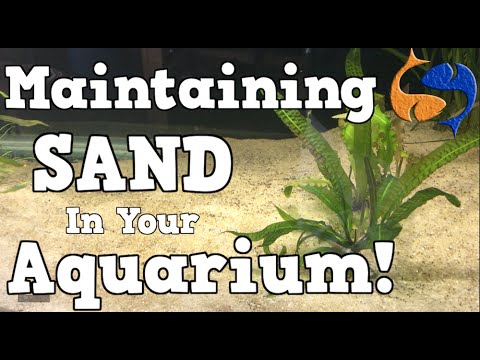 Maintaining a sand substrate in your aquarium