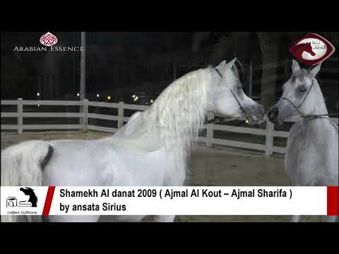 Shamekh Al danat 2009 ( Ajmal Al Kout – Ajmal Sharifa )by ansata Sirius