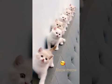 Meow meow song 🥰 #meow #cat