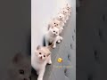 Meow Meow Song Meow Cat