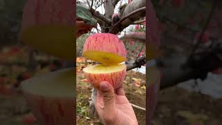 Download lagu 🍎 Cutting Apple In My Farm 🍎 | Fresh Fruit Cutting In My Farm mp3 Download lagu 🍎 Cutting Apple In My Farm 🍎 | Fresh Fruit Cutting In My Farm mp3