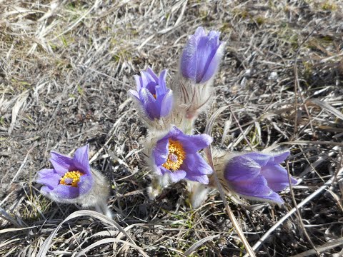 Potentilla alba, Trollius europaeus, Pulsatilla grandis, Moneses uniflora, Chimaphila umbellata