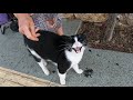 Tuxie The Cat Asks Me For Food With Its Cutest Meows And Trills