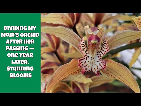 Dividing My Mom’s Orchid After Her Passing — One Year Later, Stunning Blooms