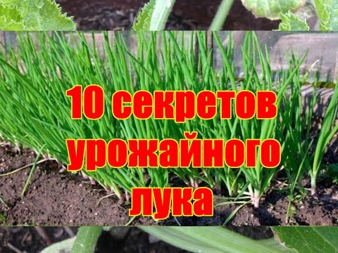 , title : '10 секретов урожайного лука / Как вырастить здоровый крупный лук'
