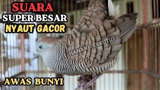 Download lagu Perkutut Gacor Suara Besar pancingan BURUNG PERKUTUT AGAR RAJIN BUYI mp3 Download lagu Perkutut Gacor Suara Besar pancingan BURUNG PERKUTUT AGAR RAJIN BUYI mp3