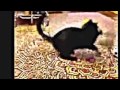 Cat Washing Machine Funny Cat And Dog Hot