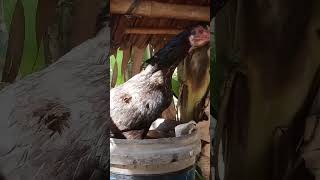 Download lagu 𝓼𝓾𝓪𝓻𝓪 𝓪𝔂𝓪𝓶 𝓶𝓪𝓾 𝓫𝓮𝓻𝓽𝓮𝓵𝓾𝓻#shots mp3 Download lagu 𝓼𝓾𝓪𝓻𝓪 𝓪𝔂𝓪𝓶 𝓶𝓪𝓾 𝓫𝓮𝓻𝓽𝓮𝓵𝓾𝓻#shots mp3