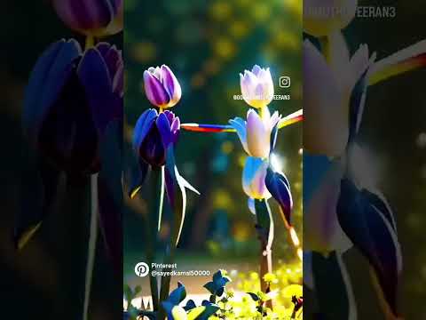 Flower Dancing shorts