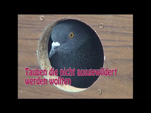 Das wahre Leben der "Ratten der Lüfte" - von zahmen und wilden Tauben (original Ton) Teil 1