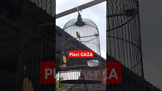 Download lagu Masteran Pleci GAZA Nembak Sejalur Panjang#shorts mp3 Download lagu Masteran Pleci GAZA Nembak Sejalur Panjang#shorts mp3