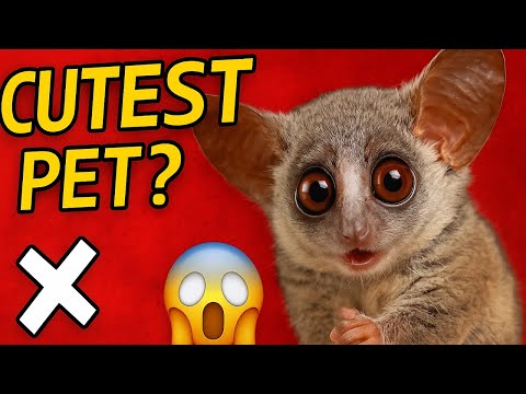 Bush Baby Galago – The Cutest Exotic Pet You Shouldn’t Own!
