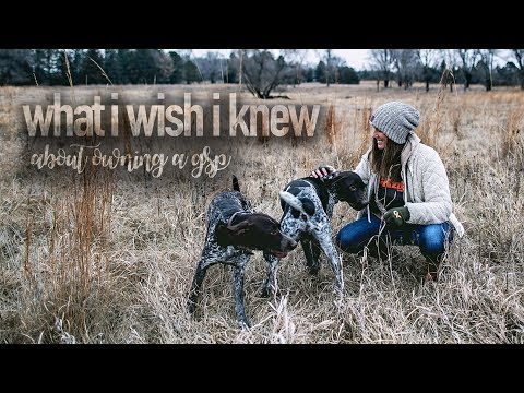 What I Wish I Knew About Owning A GSP