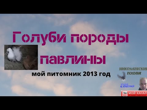 Голуби породы павлины мой питомник 2013 год