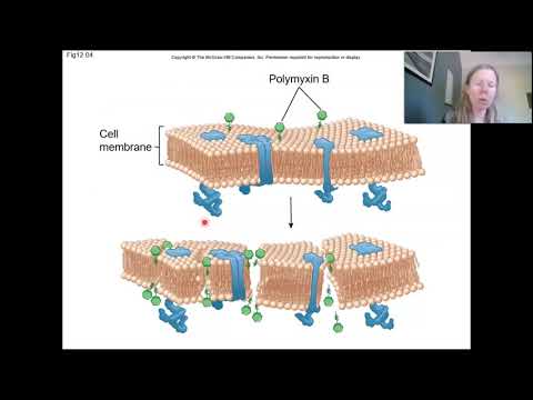 Microbiology Chapter 10 Antibiotics