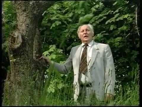 Muzikantas  Antanas  - Mamos  Ilgėsys -