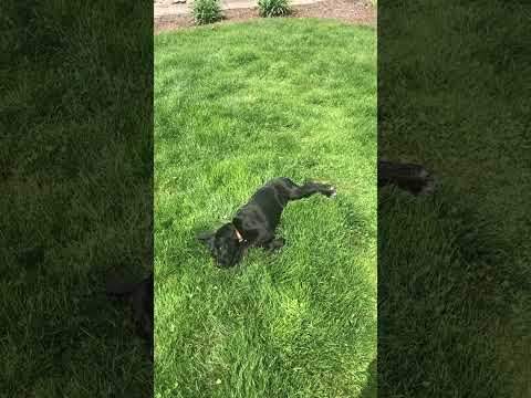 Ruthie, an adopted Labrador Retriever & Border Collie Mix in Warrington, PA_image-1