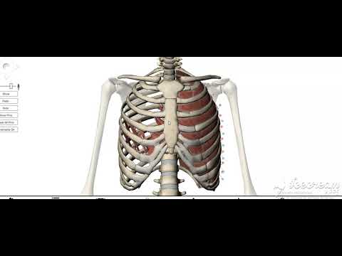 Thoracic cage