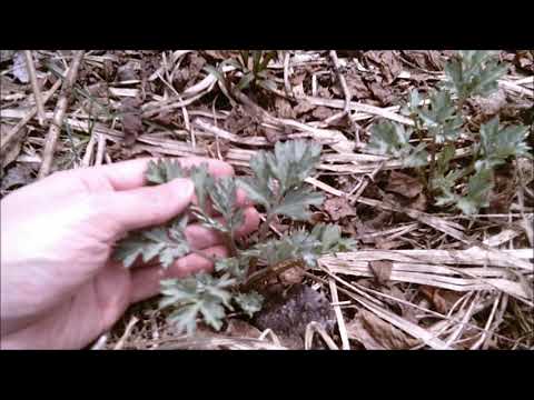 本物のよもぎ 植物
