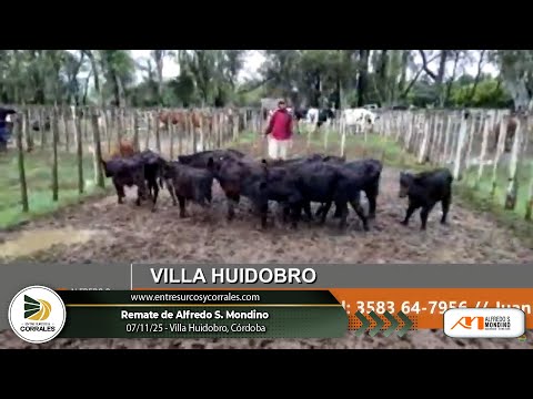 07-11-25 - Remate de Alfredo S. Mondino - Villa Huidobro, Córdoba