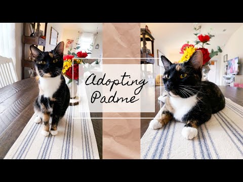 Adopting a Special Needs Shelter Cat | Padme's Story | Holly Rawls