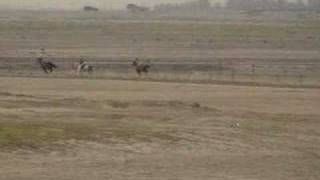 preview picture of video 'Arabian Horse Race: Miranday Great Race, Bar Al-Awjam, 2007'