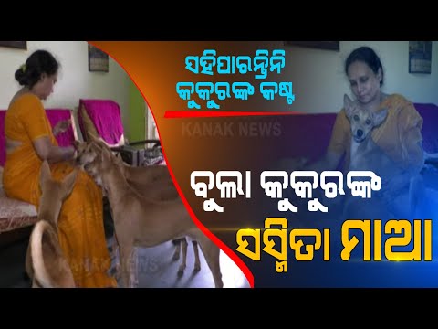 Special Report: HatsOff!  Sasmita Joshi-  The Mother Of Stray Dogs