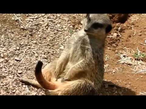 Funny | funny mongoose
