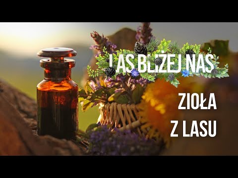 The forest closer to us - Herbs from the forest