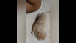 Nos Volveremos A Ver - Andres Calamaro