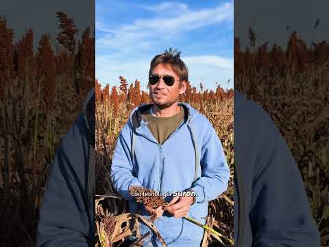 🌾 ¡Cosecha exitosa y nueva tecnología en Hermoso Campo!