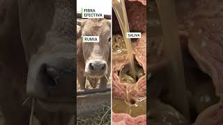 🚨🐂🌱 ¿CAMBIASTE EL PASTO POR CONCENTRADO Y CREES QUE EL GANADO NI LO NOTA?