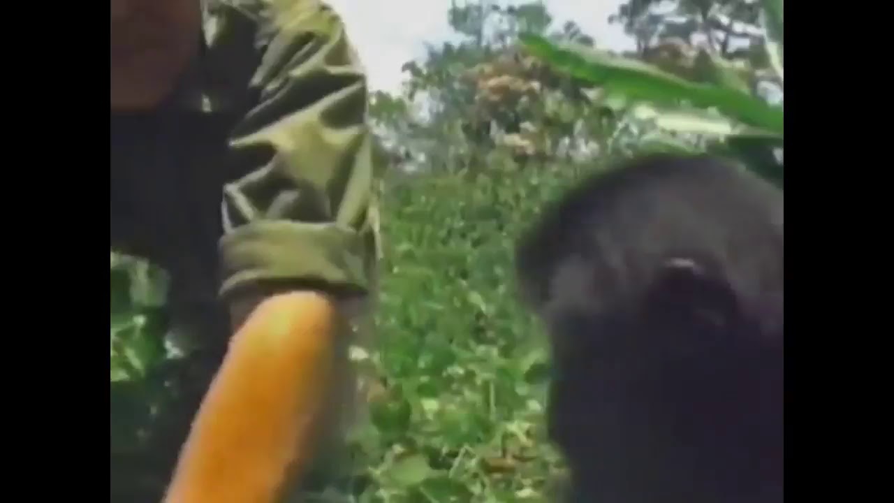 TRUMP GORILLA CHANNEL *24/7* *LIVESTREAM* *GORILLAS ONLY*