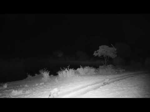 Djuma: Two Hyenas walk by - 22:02 - 10/05/2023